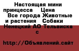 Настоящая мини принцесса  › Цена ­ 25 000 - Все города Животные и растения » Собаки   . Ненецкий АО,Тельвиска с.